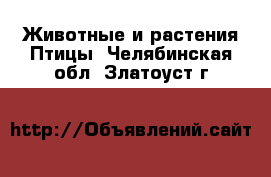 Животные и растения Птицы. Челябинская обл.,Златоуст г.